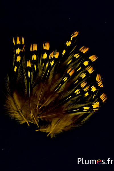 Coq de Sonnerat - 1-3 cm, cou - jaune